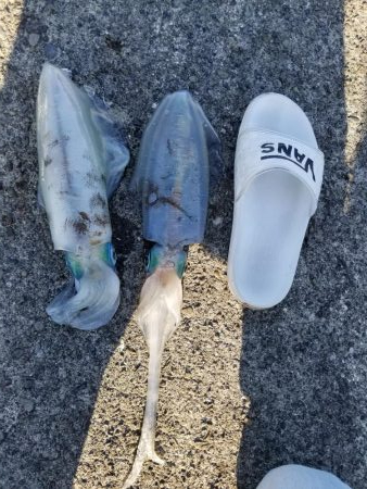 朝マズメから、