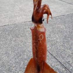 荒波の中エギング