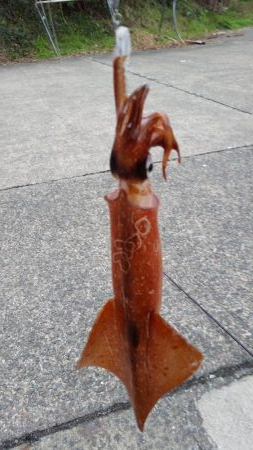 荒波の中エギング