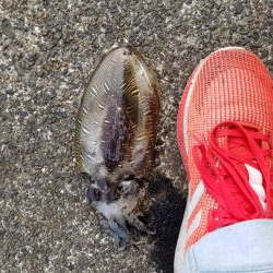 コウイカハンター