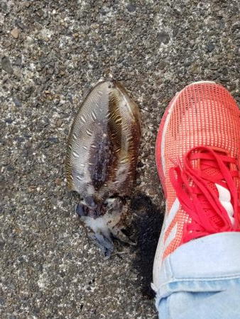 コウイカハンター