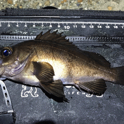 二見メバリング(2019-4)