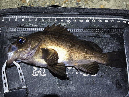 二見メバリング(2019-4)