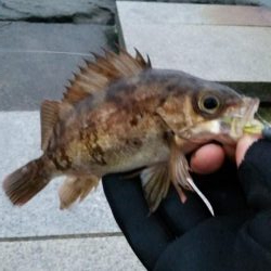 雪、雨、霰メバリング