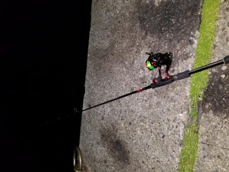 アオリとコウイカ