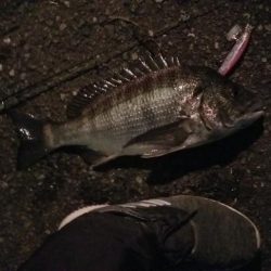 シーバスと思いきや…