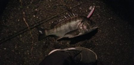 シーバスと思いきや…