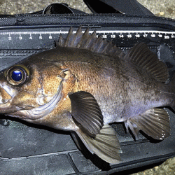 二見メバリング(2019-5)