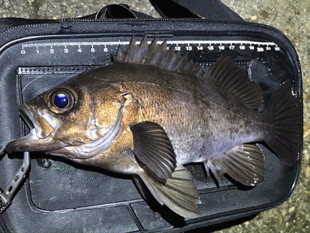 二見メバリング(2019-5)