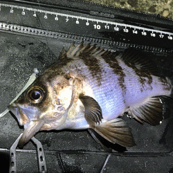 二見メバリング(2019-6)