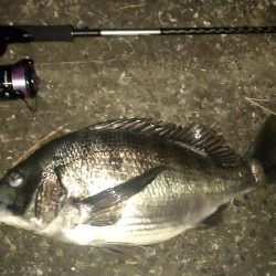 シーバス狙いでチヌ