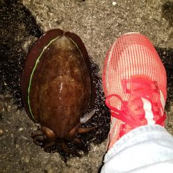 久しぶりにエギング