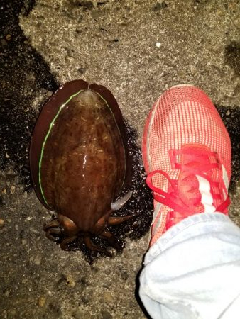 久しぶりにエギング