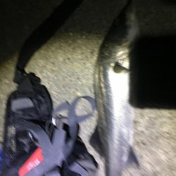 延べ竿でシーバス