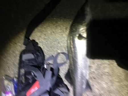 延べ竿でシーバス