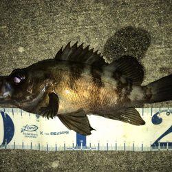 湾奥メバリング