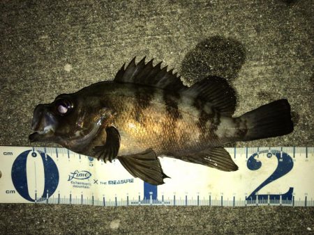 湾奥メバリング