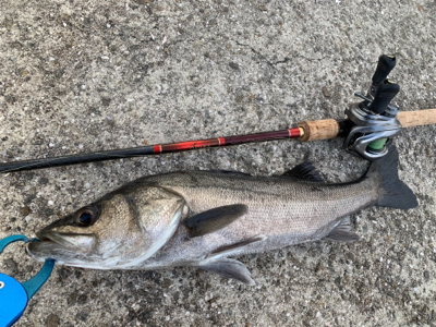 フィッシングショーには釣ってから行くねん♫