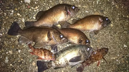 少ないながらもライズあり