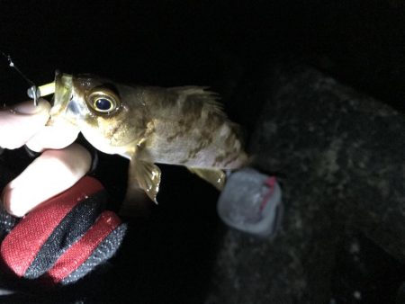 アジは何処へ…