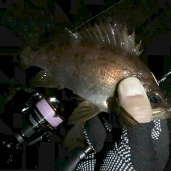 寒空メバリング