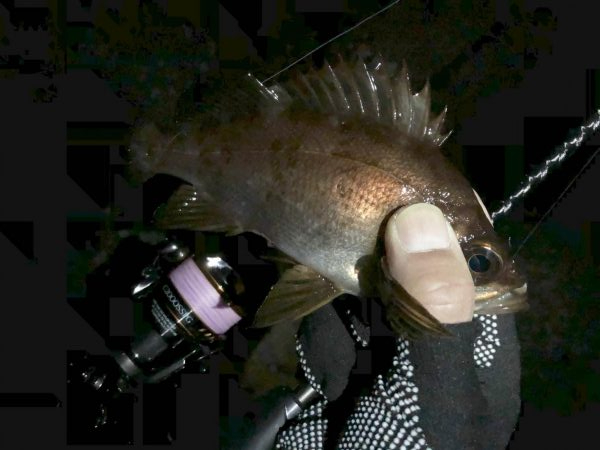 寒空メバリング