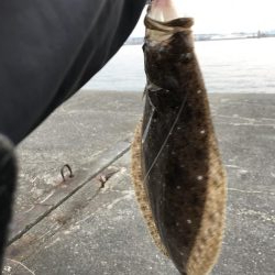 なかなかのサイズ。