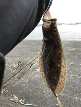 なかなかのサイズ。