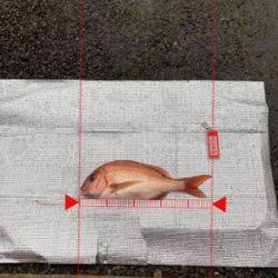 コマセ釣りにて