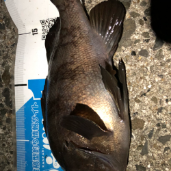 ぼちぼちメバリング