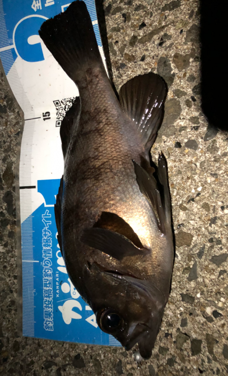 ぼちぼちメバリング