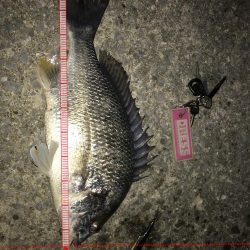 爆釣メジャーがバグってとんでもないサイズに！