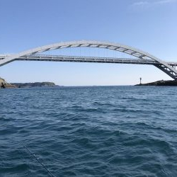 マダイ苦戦模様