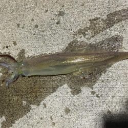 人生初のヤリイカ釣行