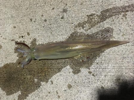 人生初のヤリイカ釣行