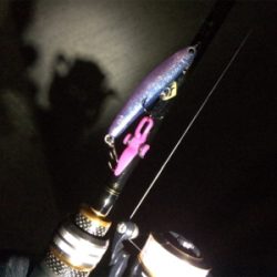 ライトゲームプラッキング釣果