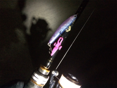 ライトゲームプラッキング釣果