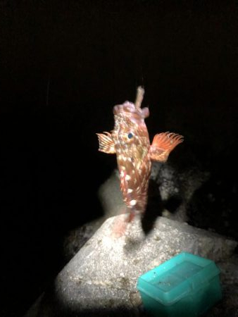 前田お疲れ伝説