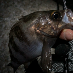 ぼちぼちメバリング