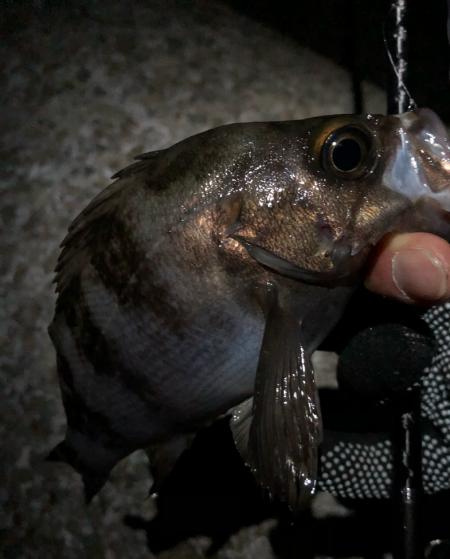 ぼちぼちメバリング