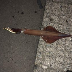 イカが食べたくて…