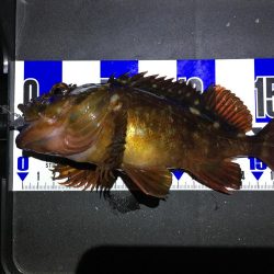 珍しい魚も釣れました！