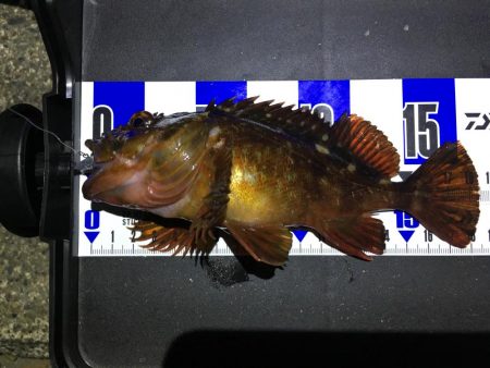 珍しい魚も釣れました！