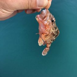 アジングのはずが