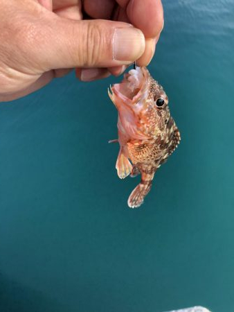 アジングのはずが