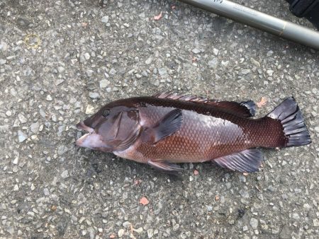 冬のモンスター討伐（カンダイ）