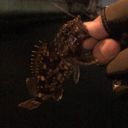 ２週間ぶりの釣行