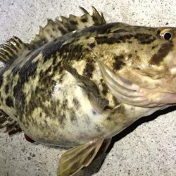 BIGベッコウゾイ！