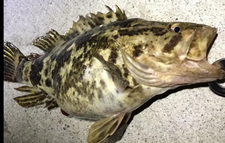 BIGベッコウゾイ！