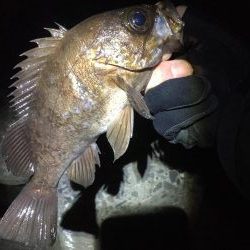 パイセンとメバル プラグ縛り